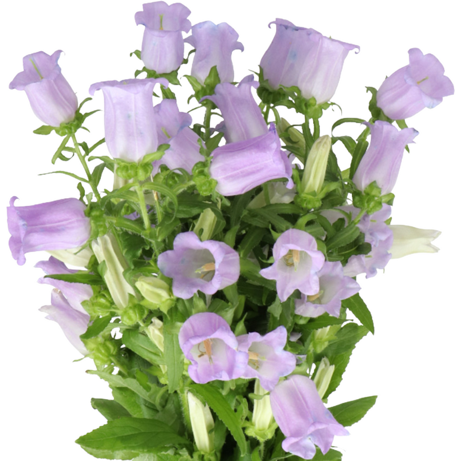 Campanula Champion Lavender
