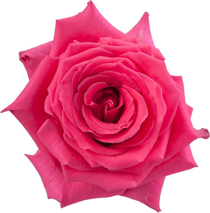 Rose Full Monty 60cm rprima