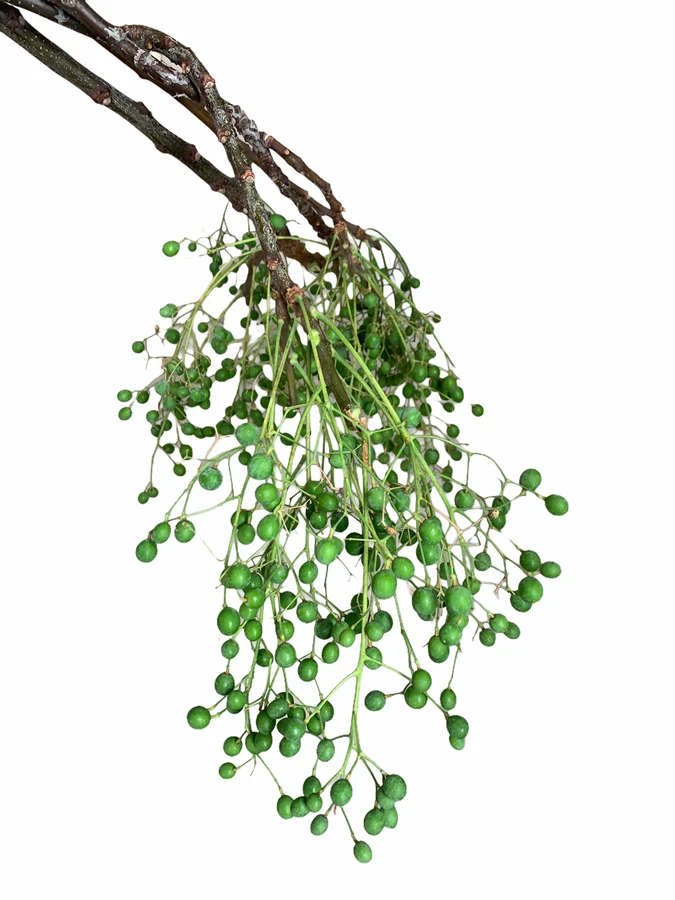 Chinaberry  tutuli