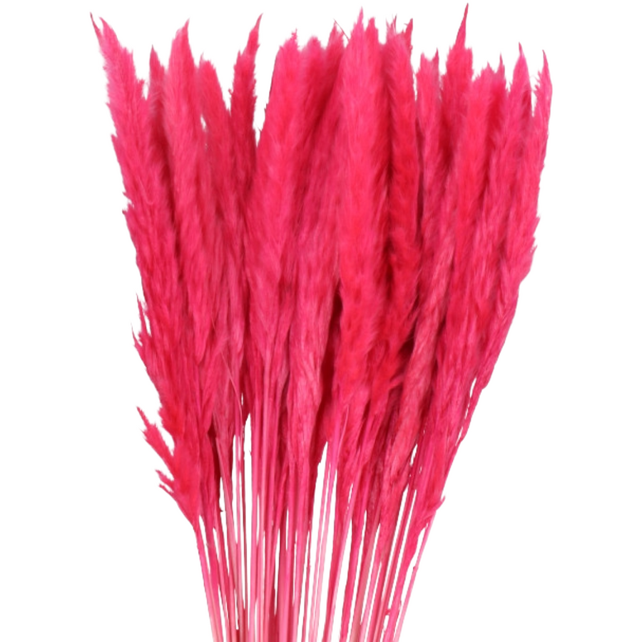 Dried Cortaderia Silvy Pink ho