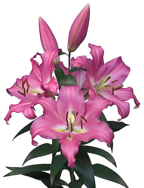 Lily Valdosta holl