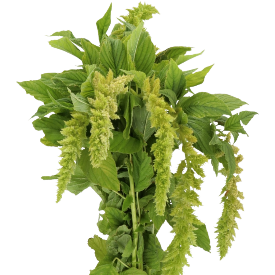 Amaranthus Caud Green Spider h