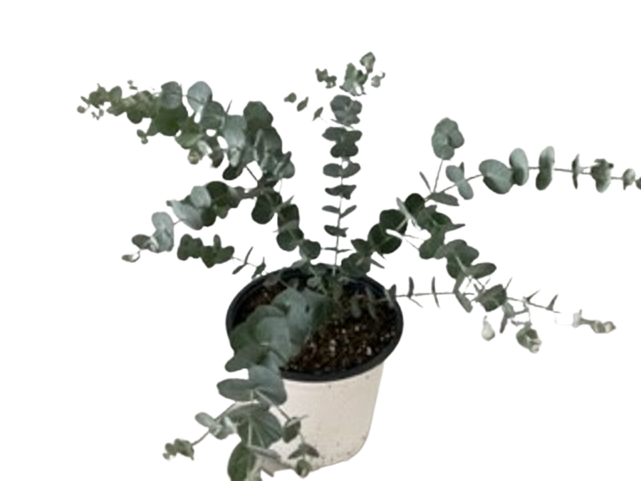 6" Potted Eucalyptus