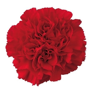Carn. Sel Red golden