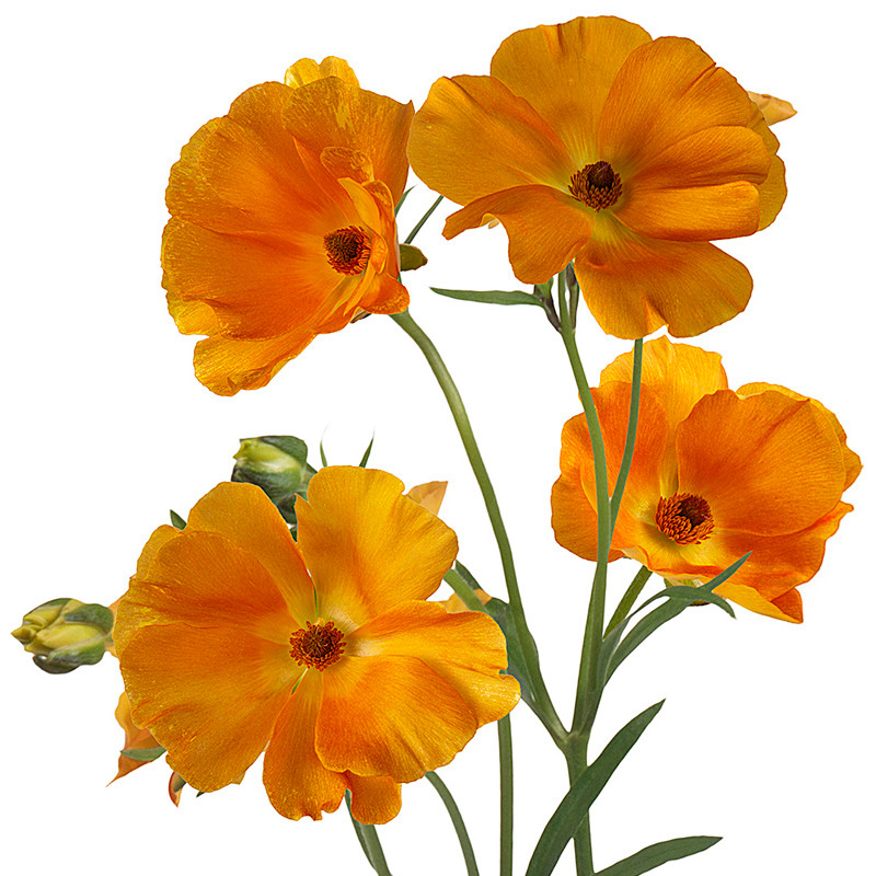 Ranunculus Butterfly Charis ch