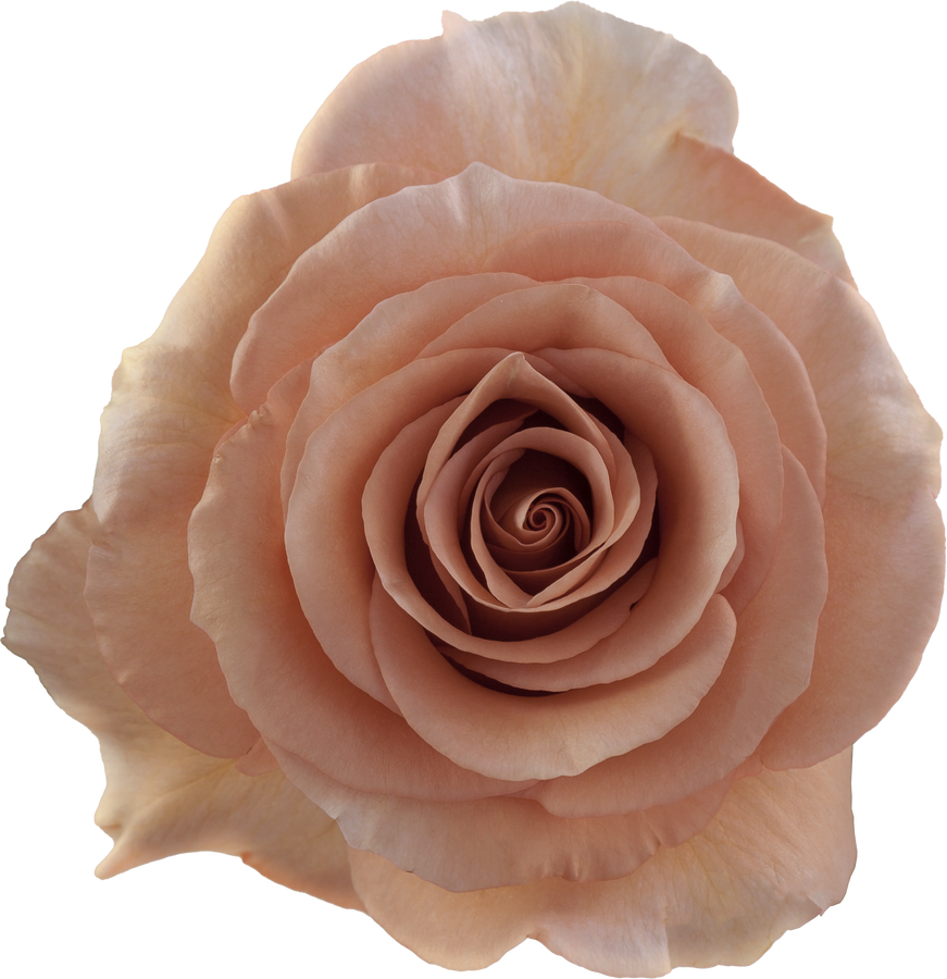 Rose Moab 70cm rprima