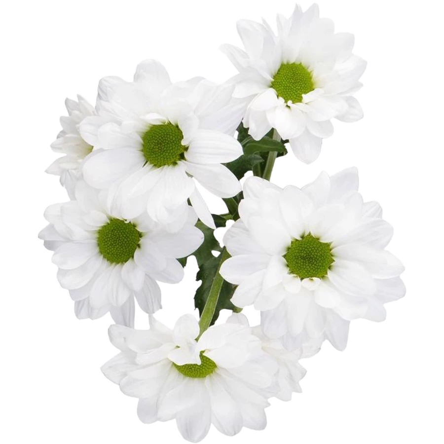 Pom Daisy Alma White Galleria