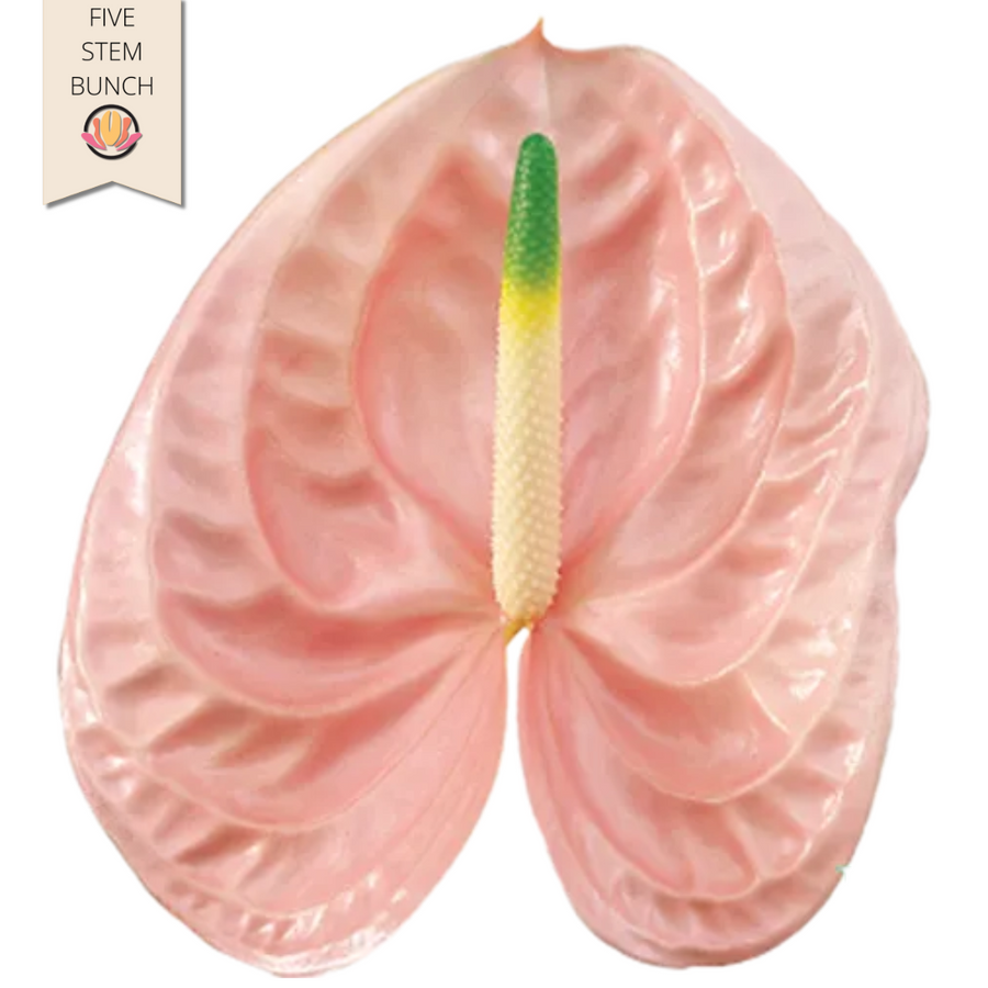 Anthurium Peach Cheers Large (5 stems), Rosaflora