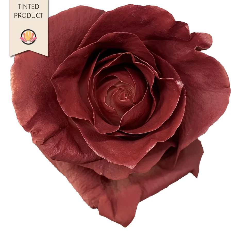 Rose RedOak 50cm FLORECAL