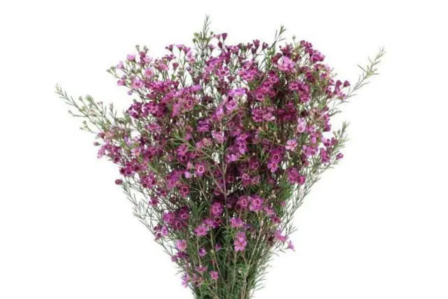 Waxflower Purple misty - F WAX PURPL MISTY