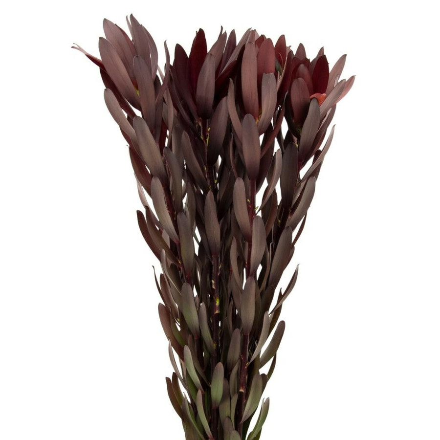 Leuca Safari Sunset 80cm, Bella