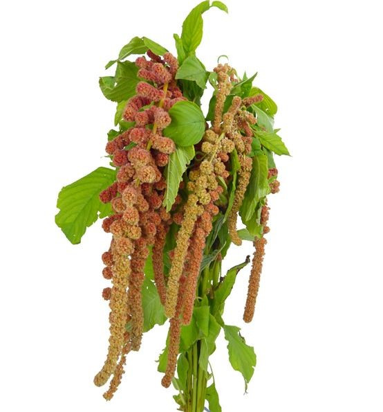 Amaranthus Caud. Coral Ftn hol
