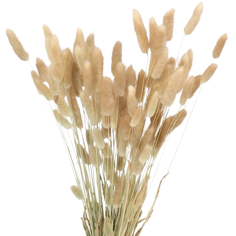 Dried BunnyTail Natural holex