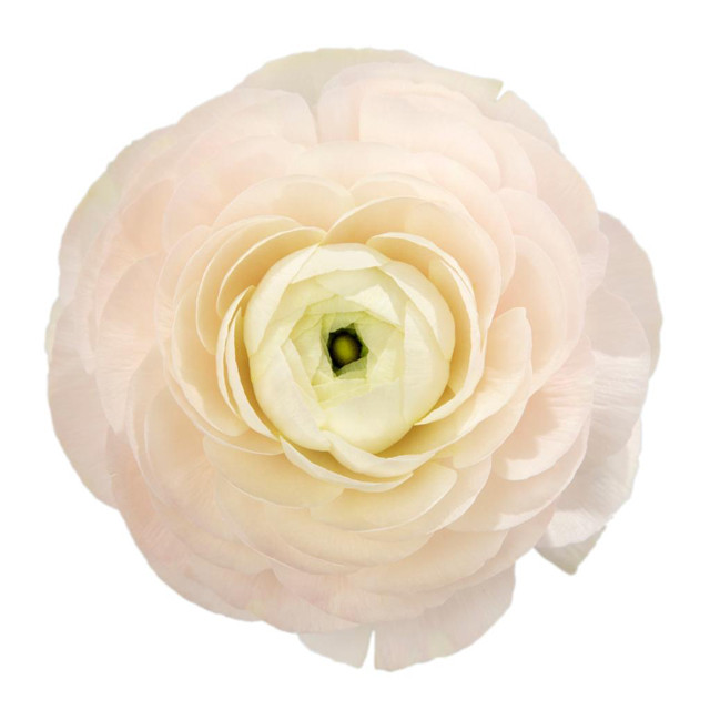 Ranunculus Cloni Hanoi Blush f