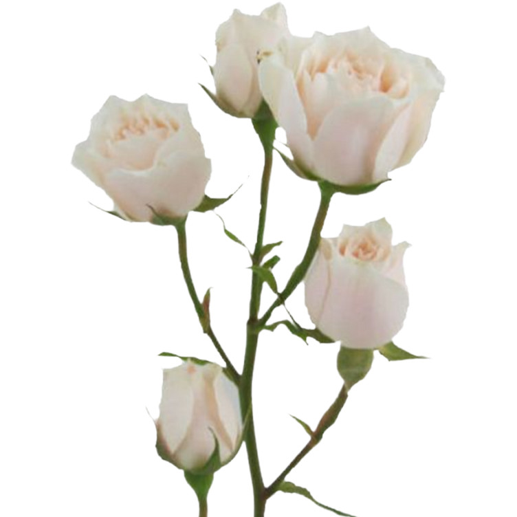 RoseSpray White Majolica 50cm, Sunrite