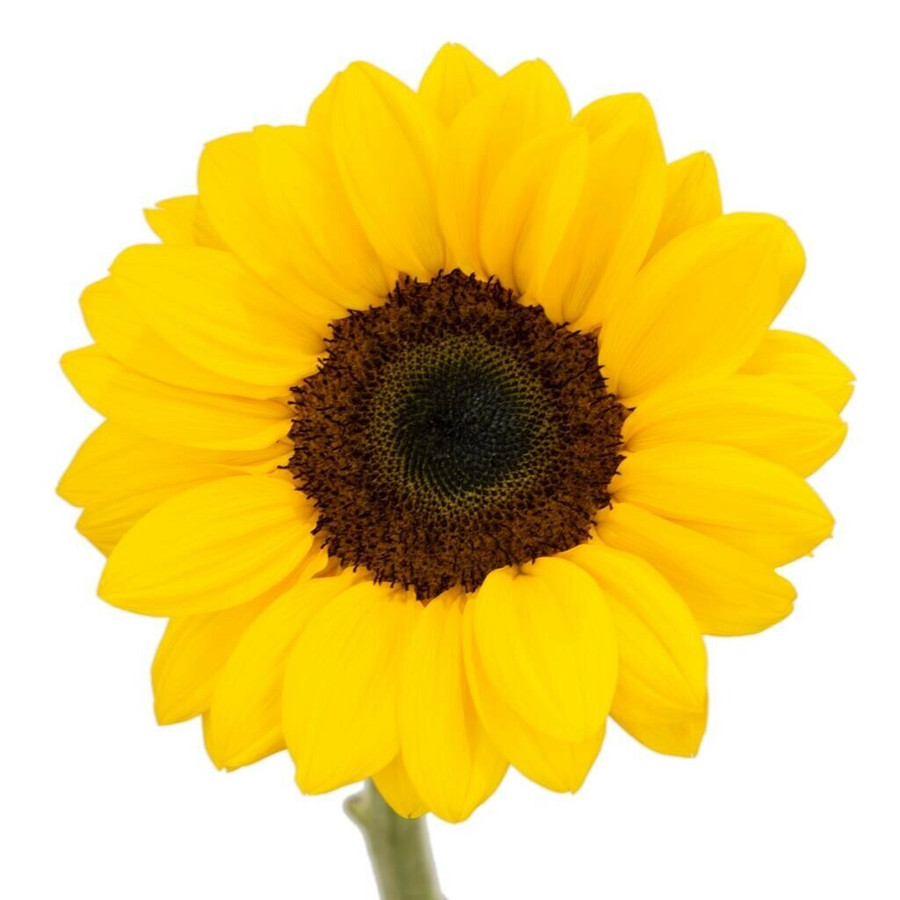 Sunflowers Vincent Xtra (10 stems) esmeralda