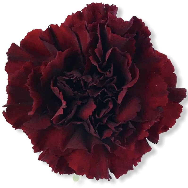 Carn Sel Burgundy golden