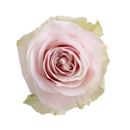 Rose Pink Mondial 70cm Floreca