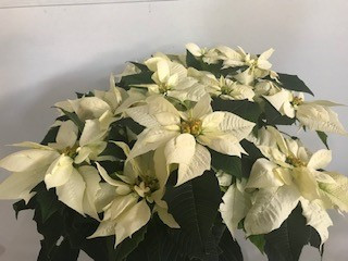 7" BLOOMING POINSETTIA WHITE