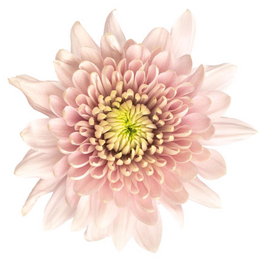 Mum Cremon Romancero sole