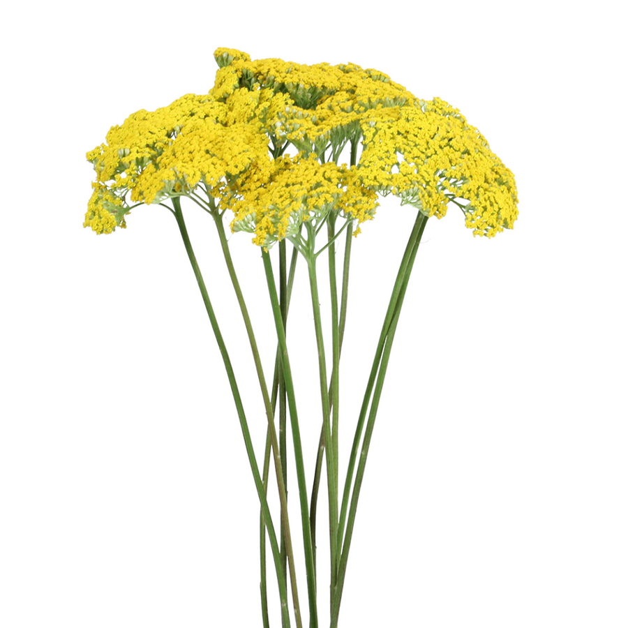 Yarrow Yellow sole
