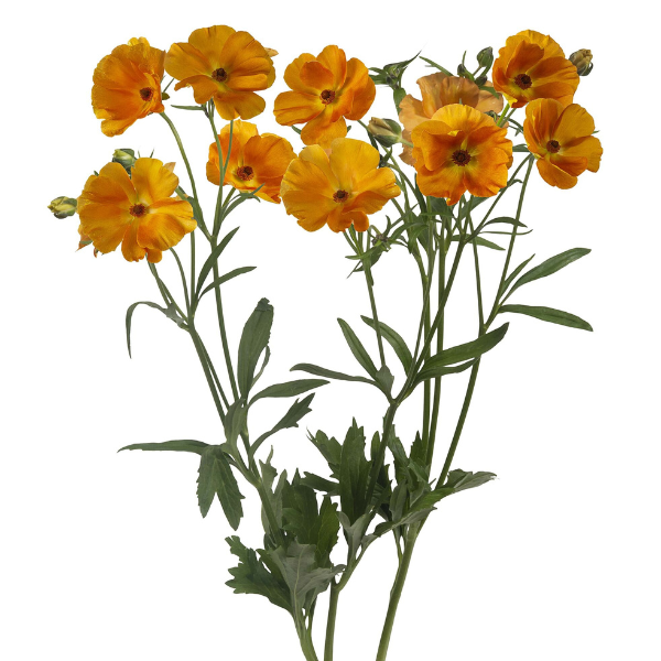 Ranunculus Buttefly Charis hol