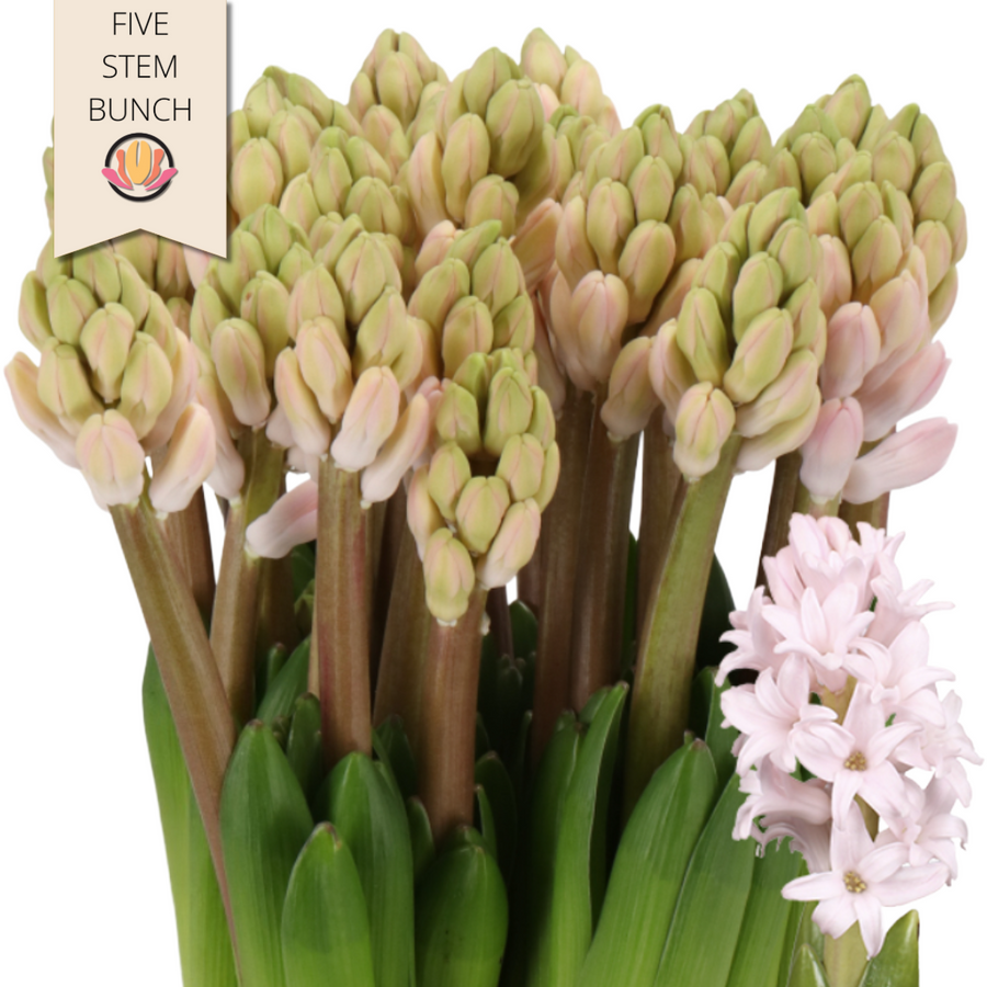Hyacinth Pink Elephant holl