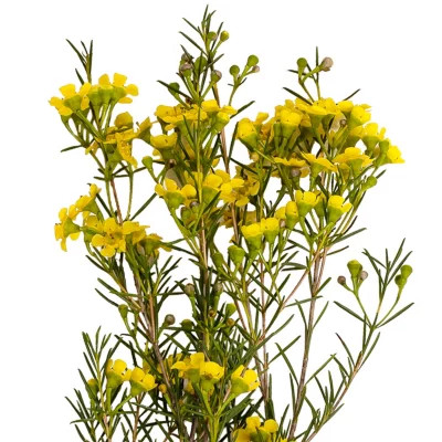 Waxflower Yellow fresca