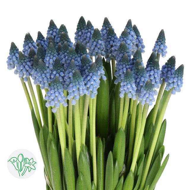 Muscari Carola holl