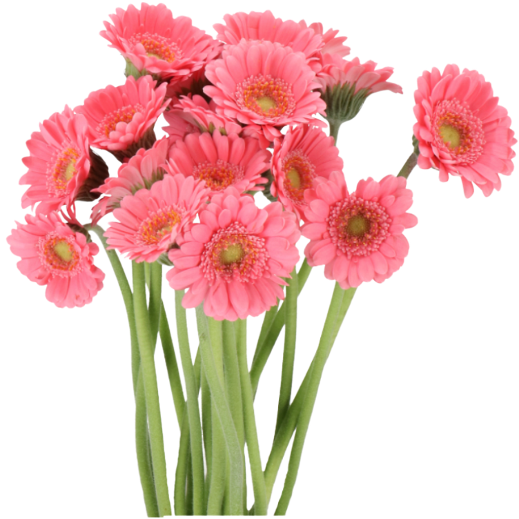 Germini-Piccolini Micro Bari, Holex