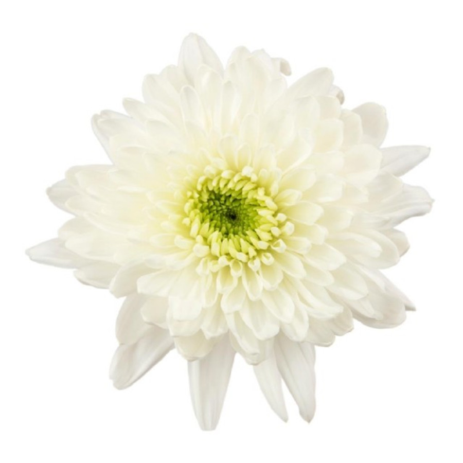 Mum Cremon White galleria