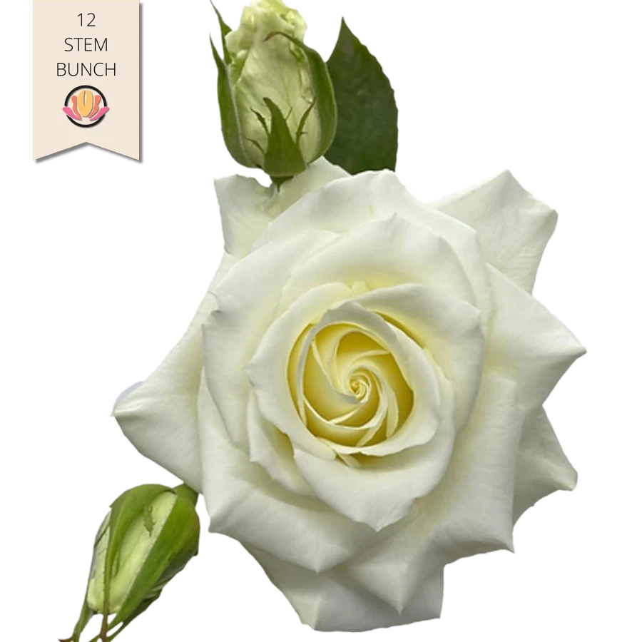 Rose Gdn Manuela 50cm (12st) florecal
