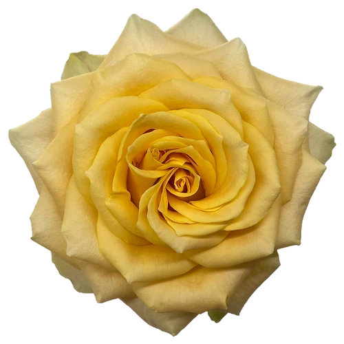 Rose Turtle 60cm Florecal