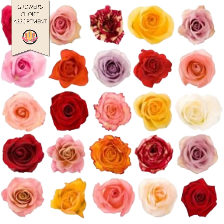 Rose Asst 40cm(100case)rprima.