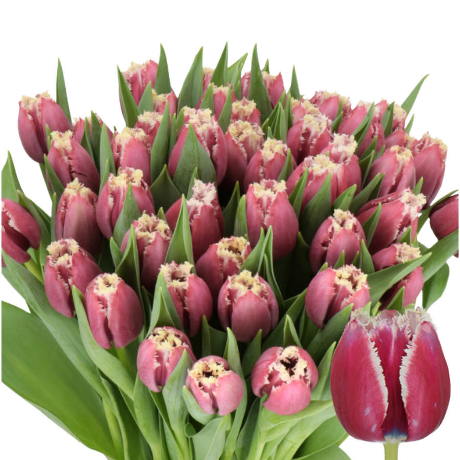 Tulip Frill Mauve holl