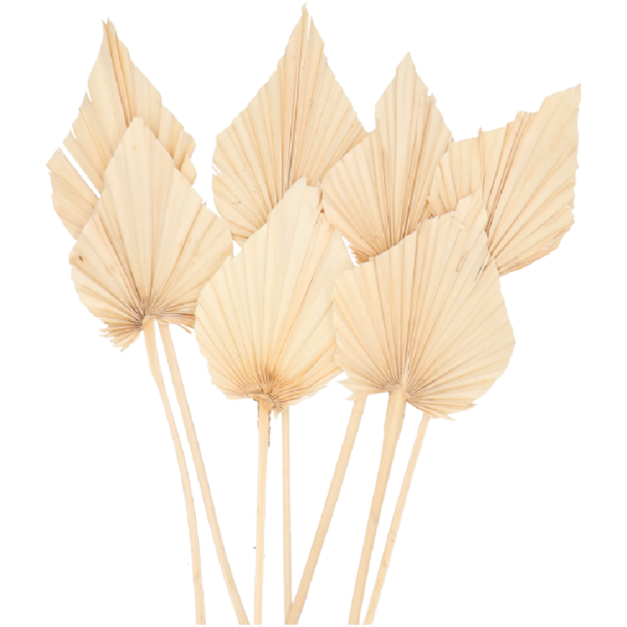 Dried Palm Spear Bleached holl