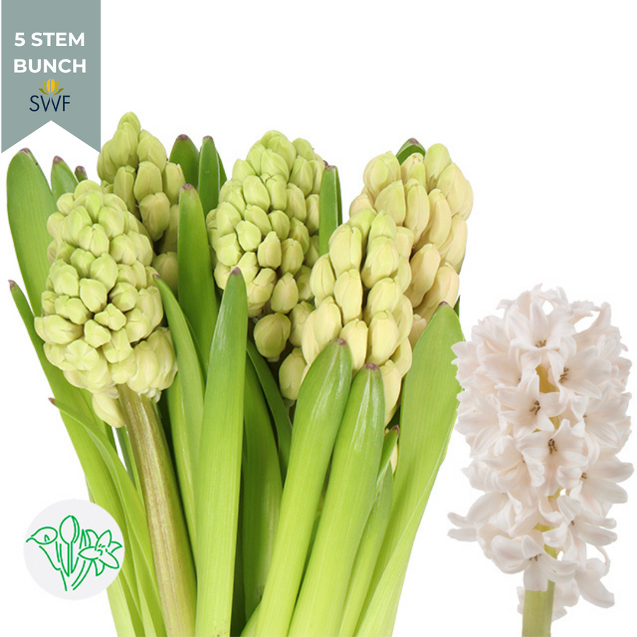 Hyacinth China White holl