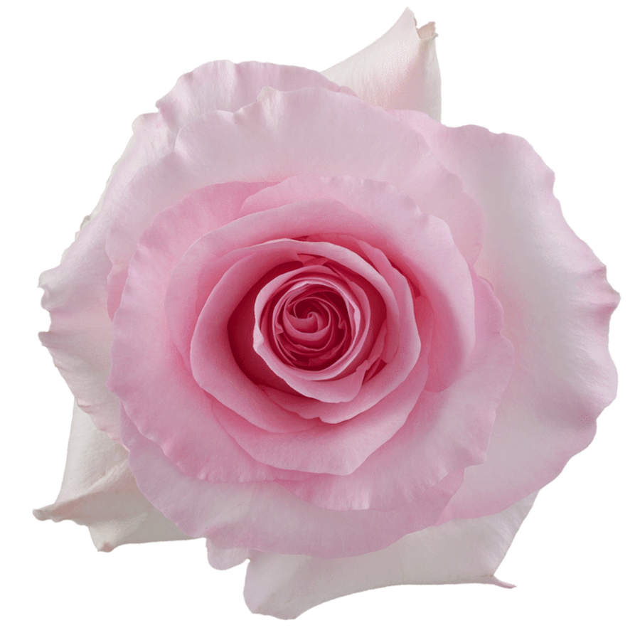 Rose Christa 60cm rprima