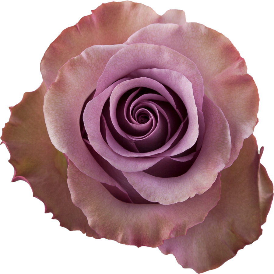 Rose Govinda 60cm tessa