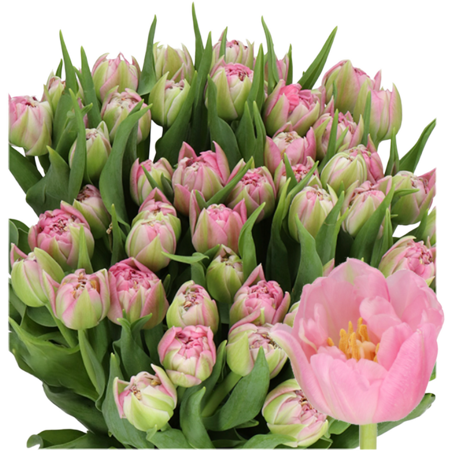 TulipDouble Dressing, Holex