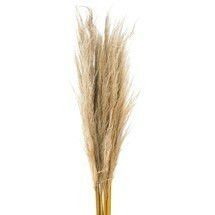 Dried Pampass Grass Natural rf