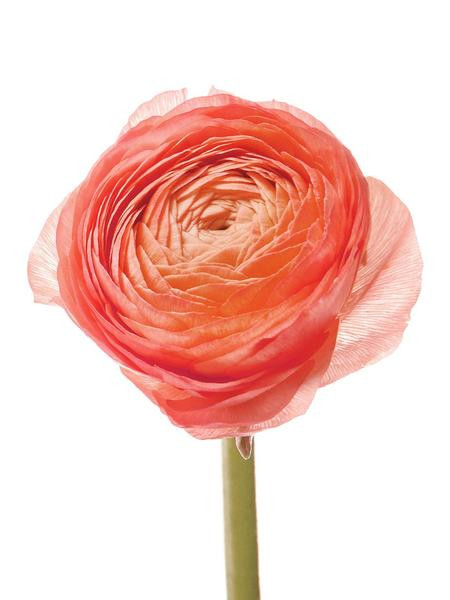 Ranunculus Salmon rio