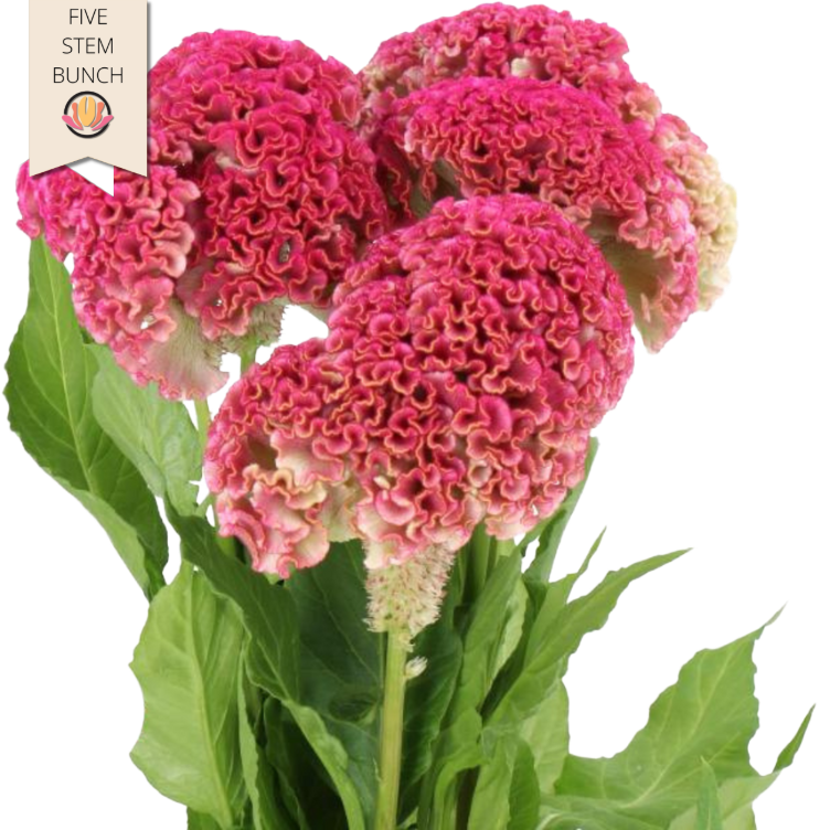 Coxcomb Pink  holl