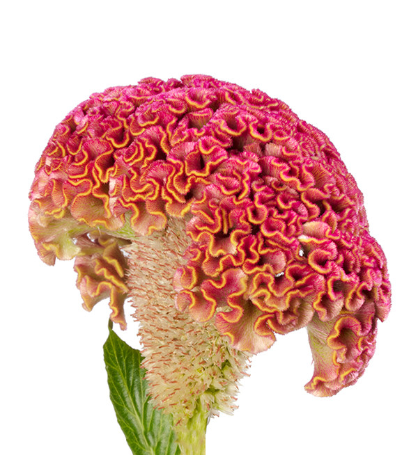 Coxcomb Reprise Pink holl(5st)