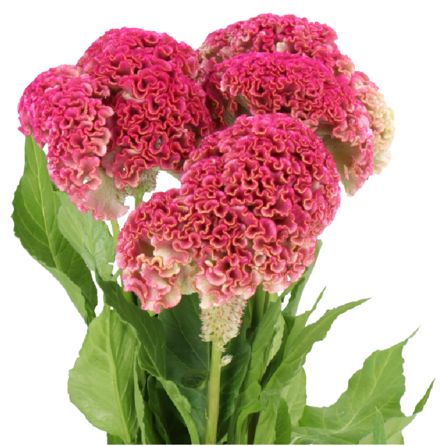 Coxcomb Reprise Pink holl(5st)