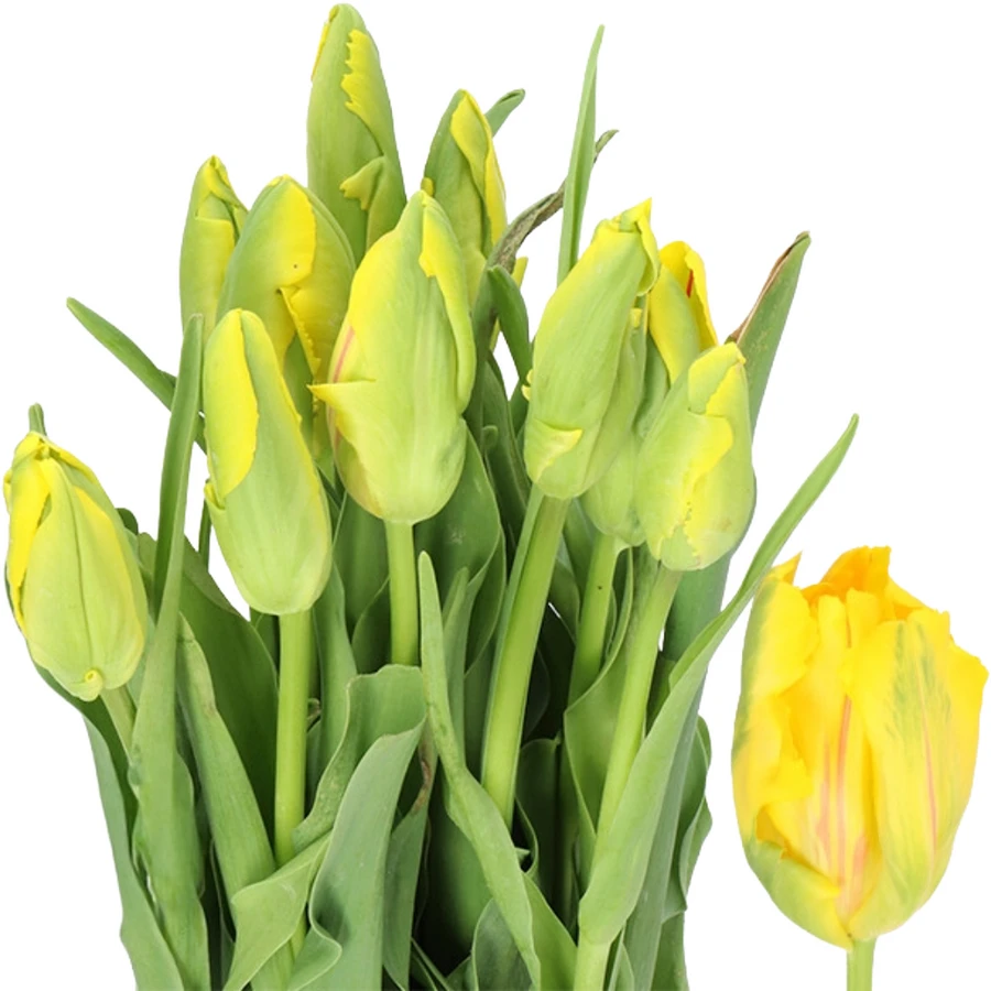 Tulip Yellow Parrot