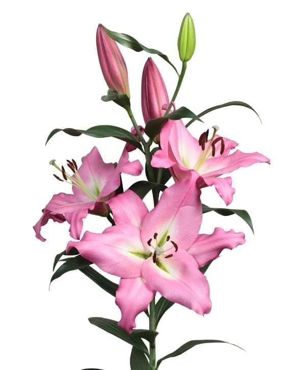 Lily Alabareto holl 2+