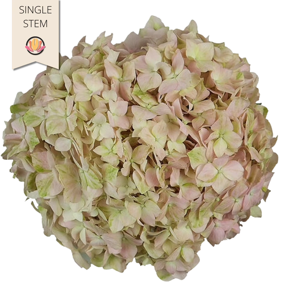 Hydrangea Blush FRESCA stem