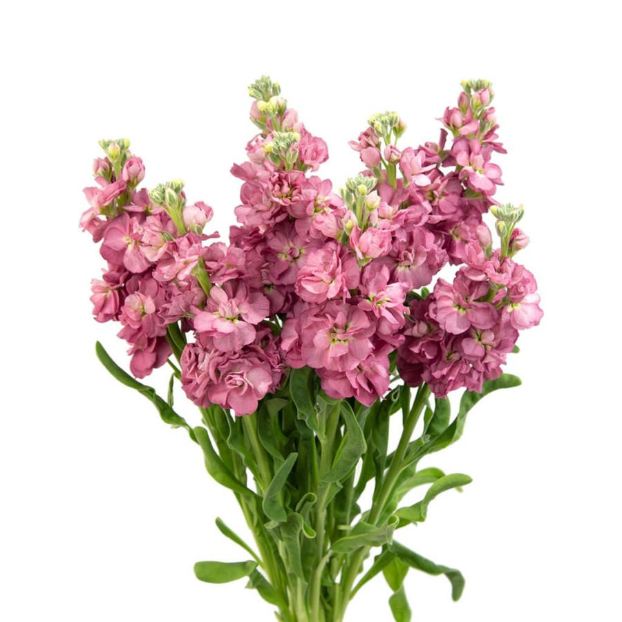 Stock Bicolor Antique Pink tri