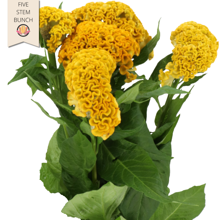 Coxcomb Yellow holl